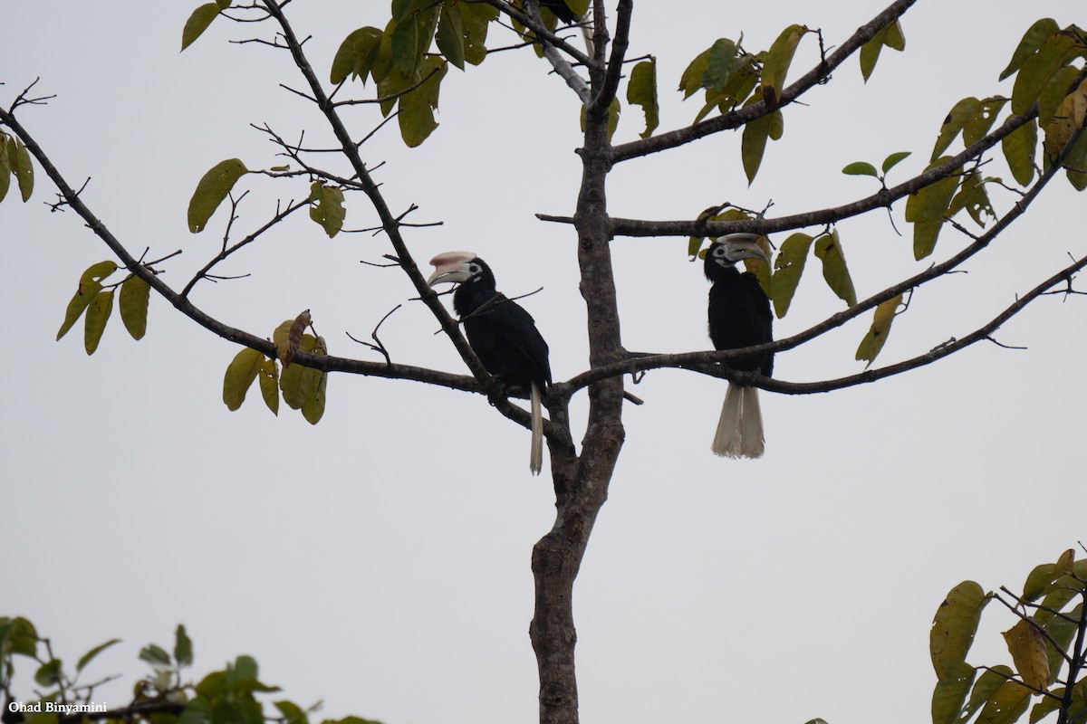 Птах-носоріг палаванський - ML645379239