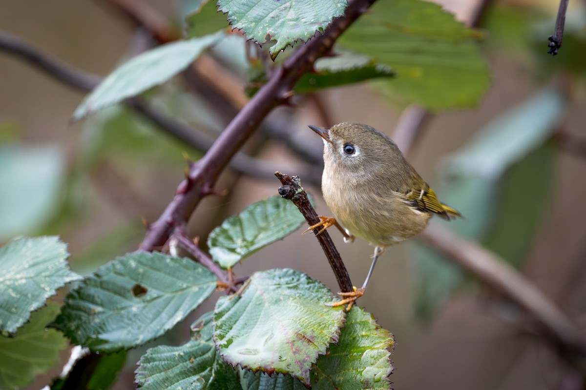Золотомушка рубіновочуба - ML645379240
