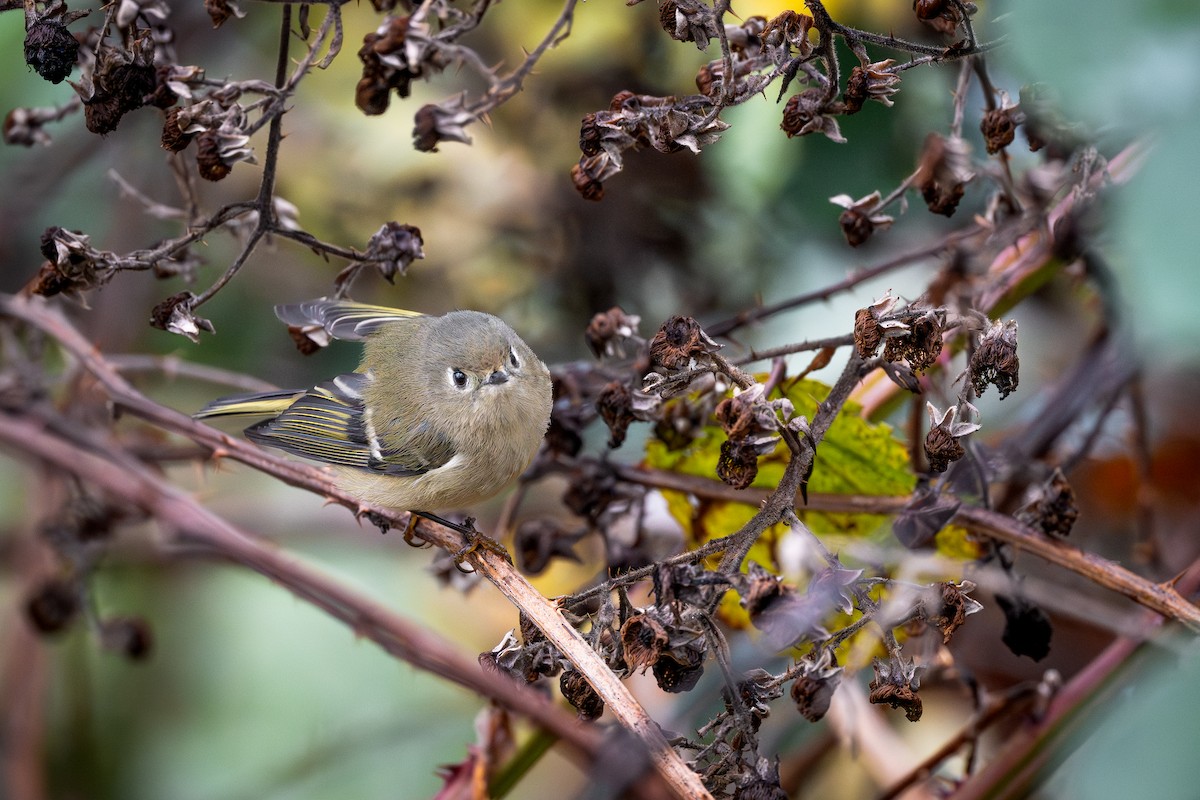 Золотомушка рубіновочуба - ML645379241