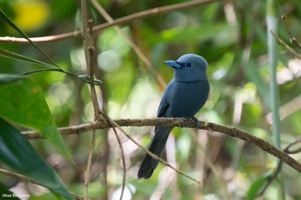 Blue Paradise-Flycatcher - ML645379247