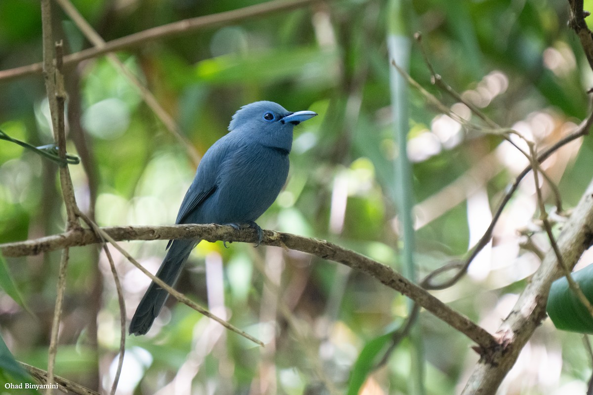 Blue Paradise-Flycatcher - ML645379248