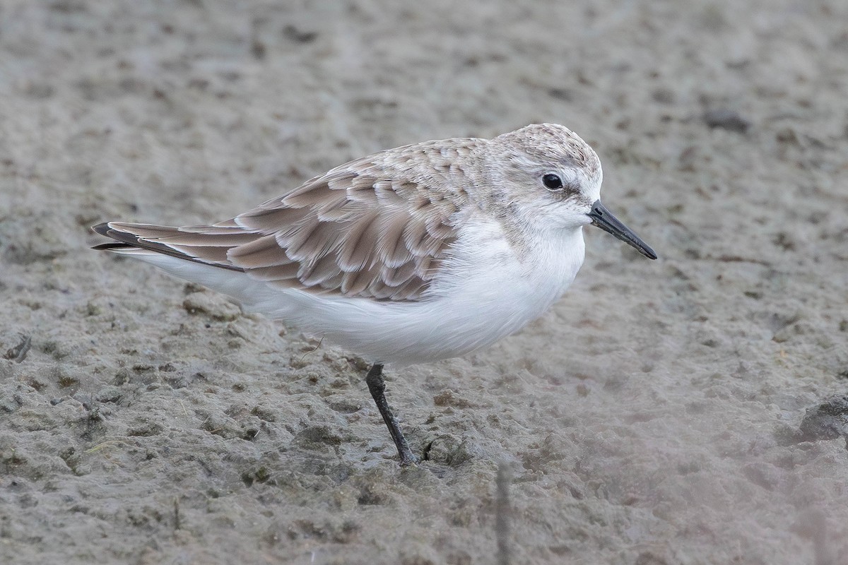 Little Stint - ML645379249