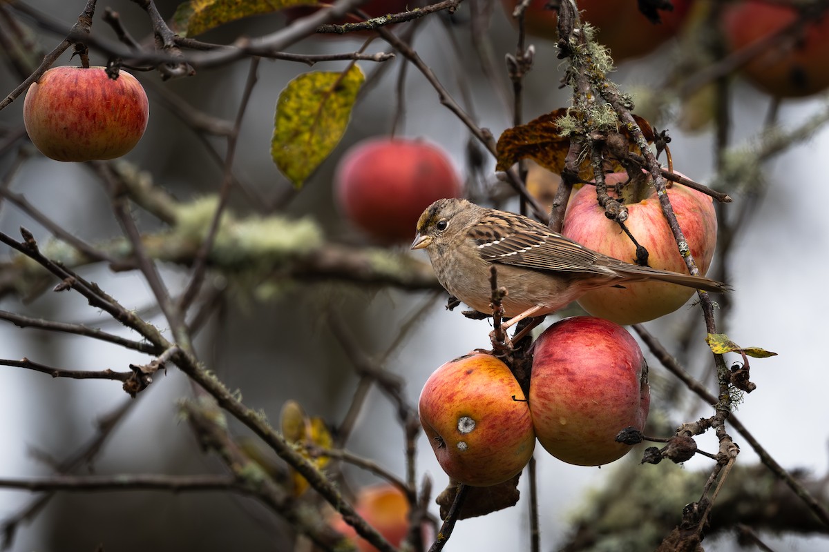 Golden-crowned Sparrow - ML645379250