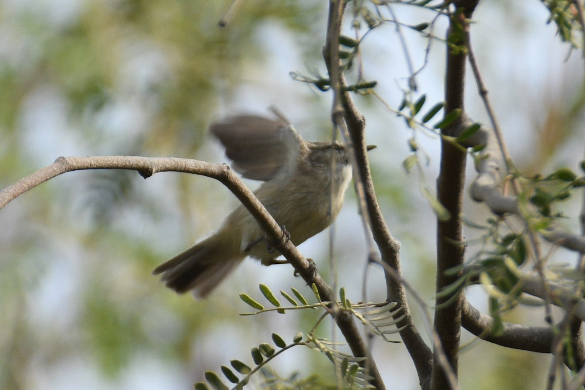 Phylloscopus sp. - ML645379260