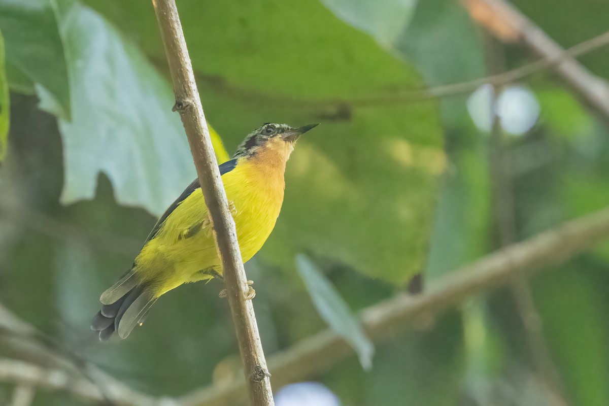 Ruby-cheeked Sunbird - ML645379261