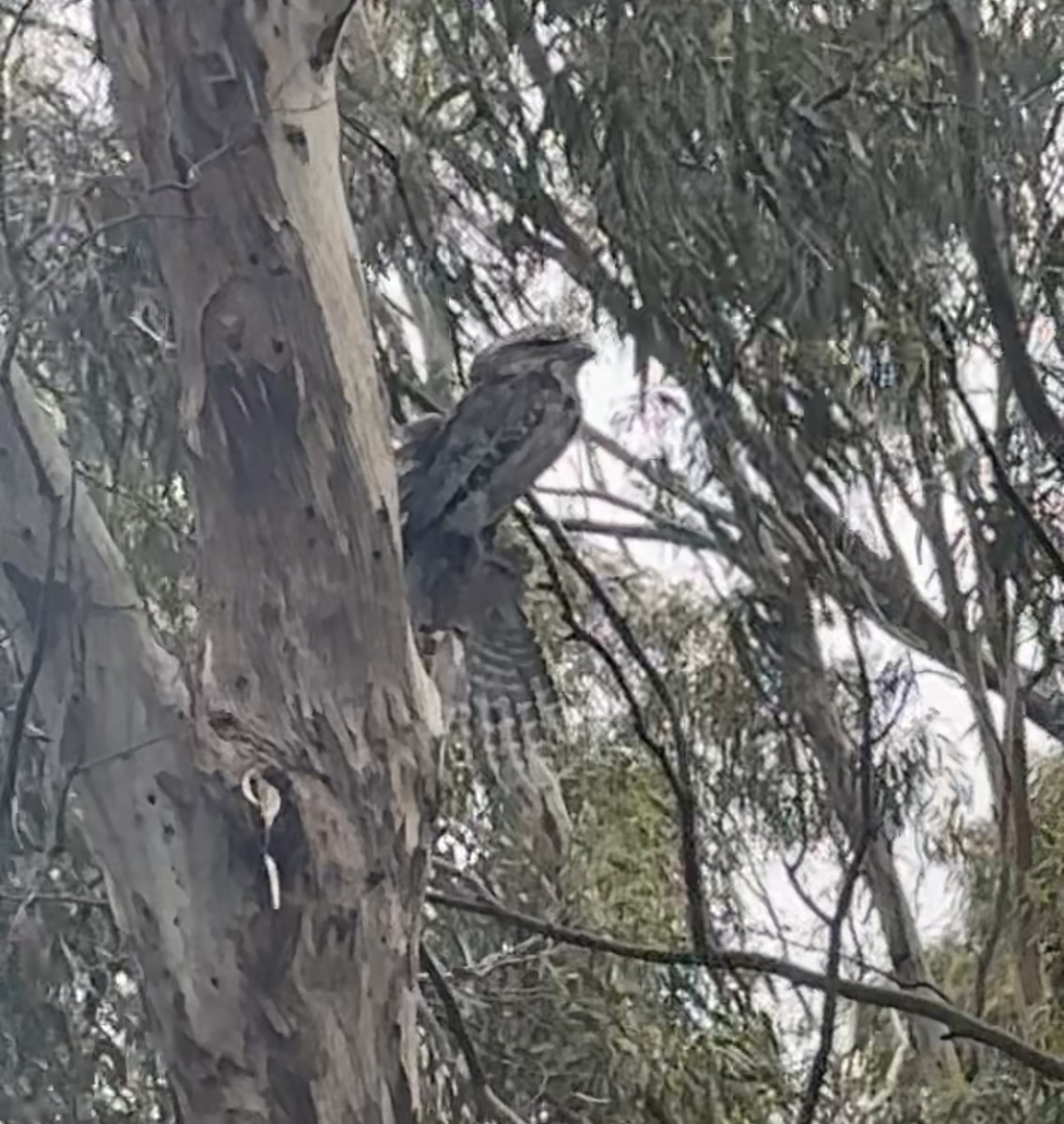 Tawny Frogmouth - ML645379262