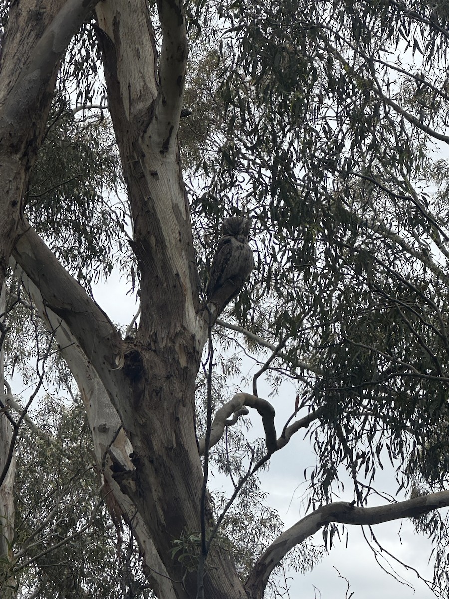 Tawny Frogmouth - ML645379263