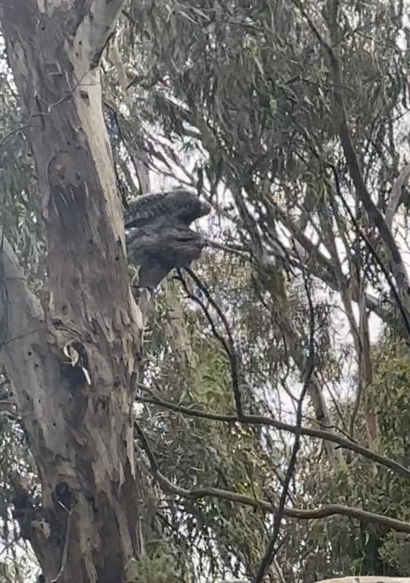 Tawny Frogmouth - ML645379264