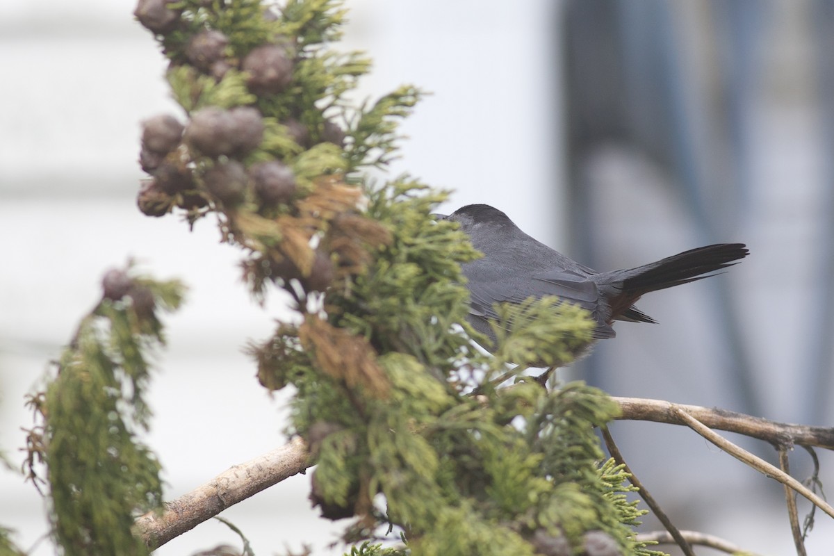 Katzenspottdrossel - ML645379265