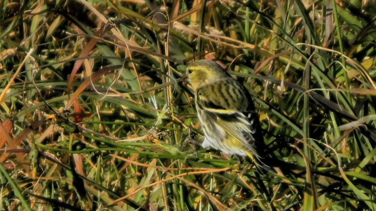 Eurasian Siskin - ML645379268