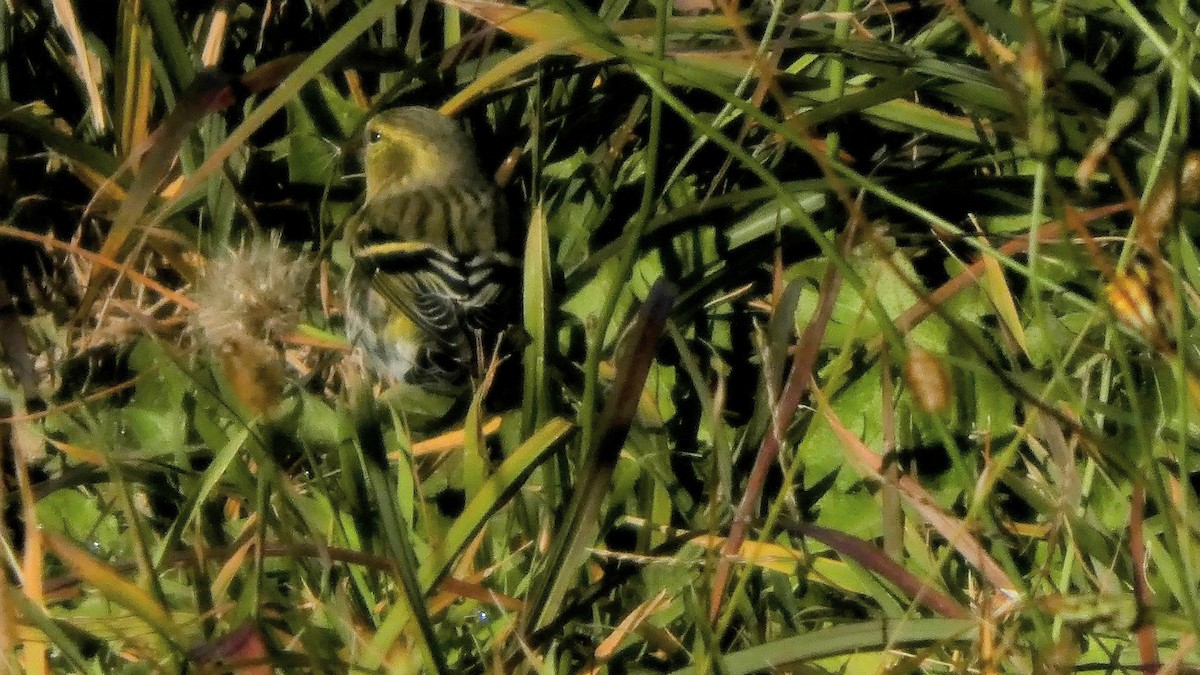 Eurasian Siskin - ML645379269