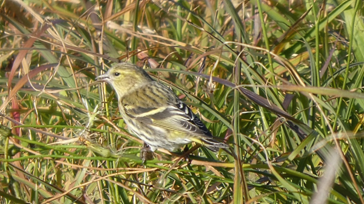 Eurasian Siskin - ML645379270