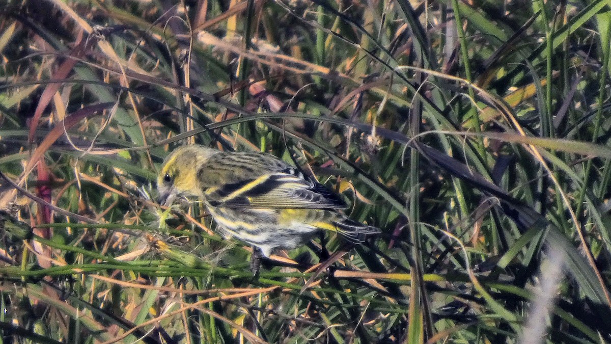 Eurasian Siskin - ML645379271