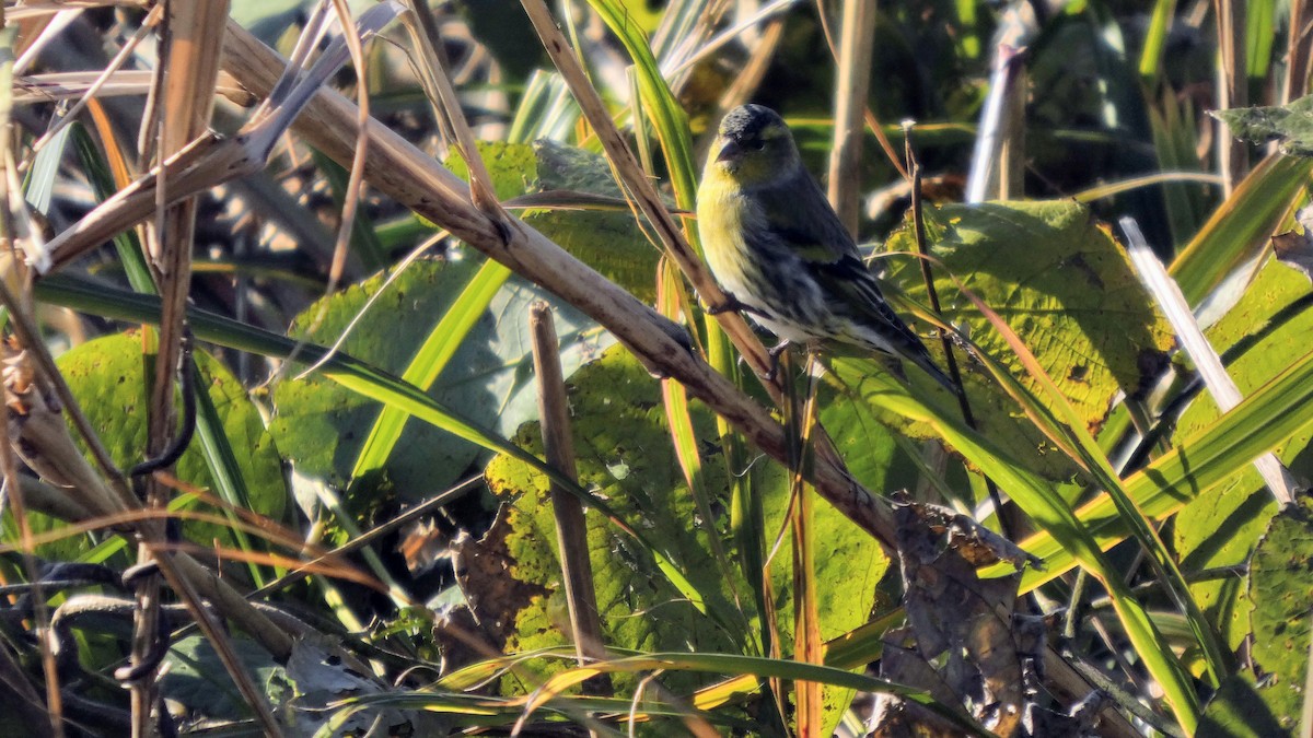 Eurasian Siskin - ML645379272