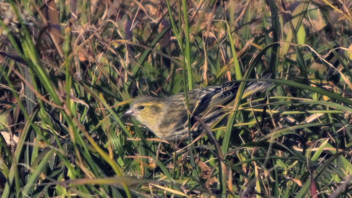 Eurasian Siskin - ML645379273