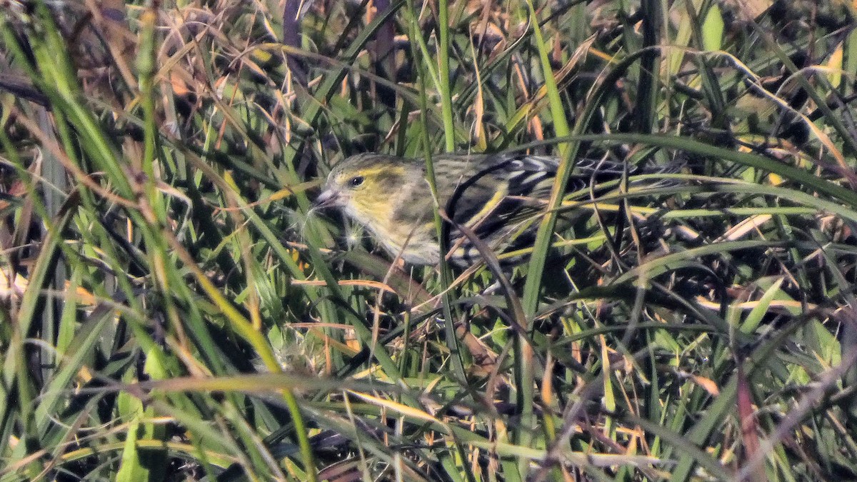 Eurasian Siskin - ML645379274