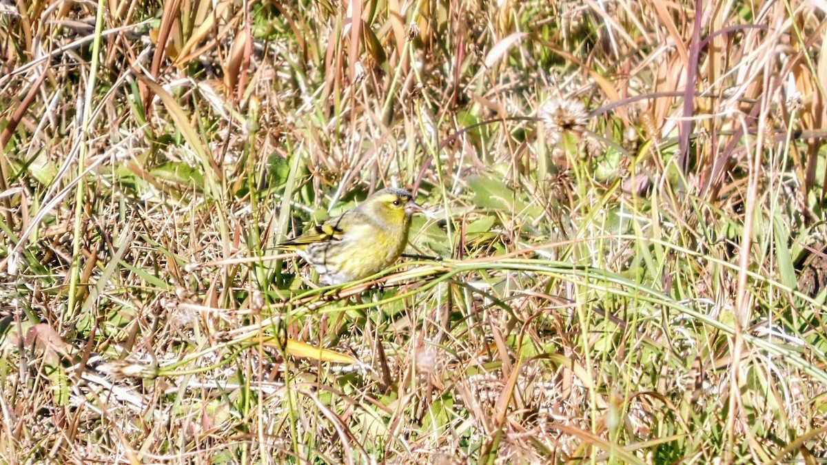 Eurasian Siskin - ML645379275