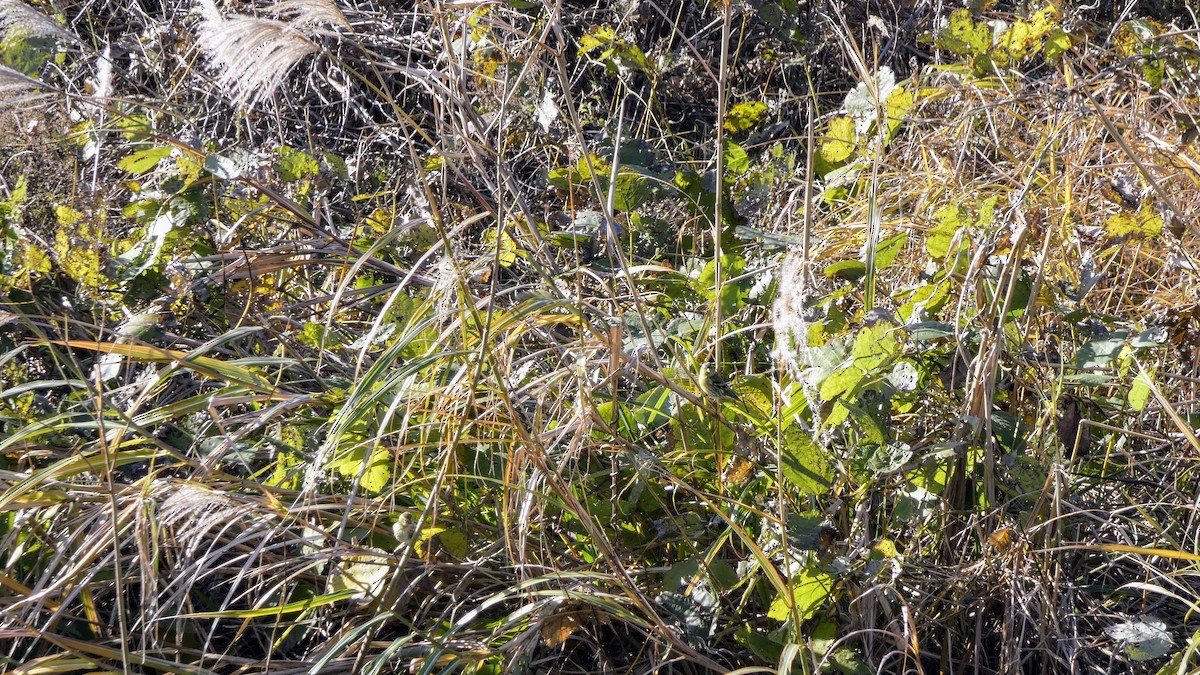 Eurasian Siskin - ML645379276