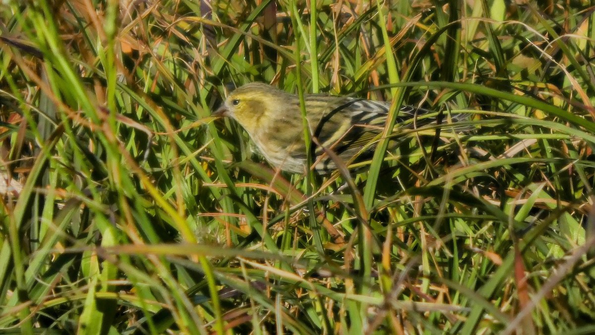 Eurasian Siskin - ML645379277
