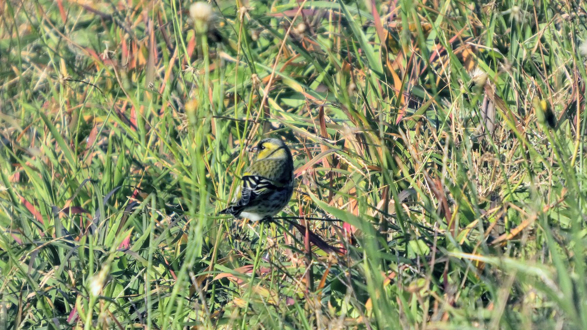 Eurasian Siskin - ML645379278