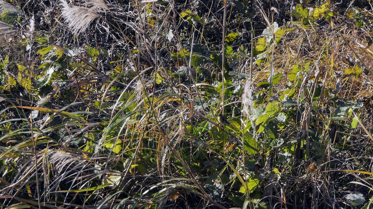 Eurasian Siskin - ML645379279