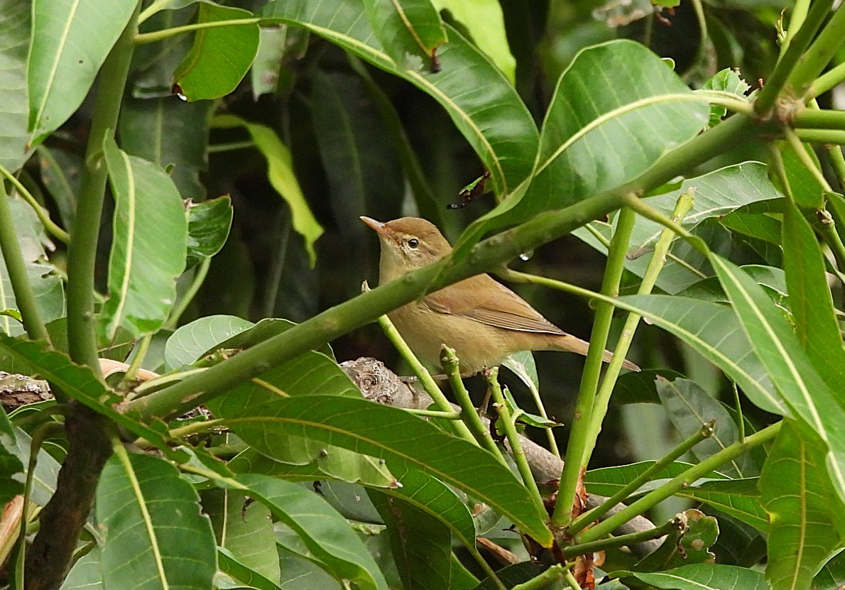 Blyth's Reed Warbler - ML645379280