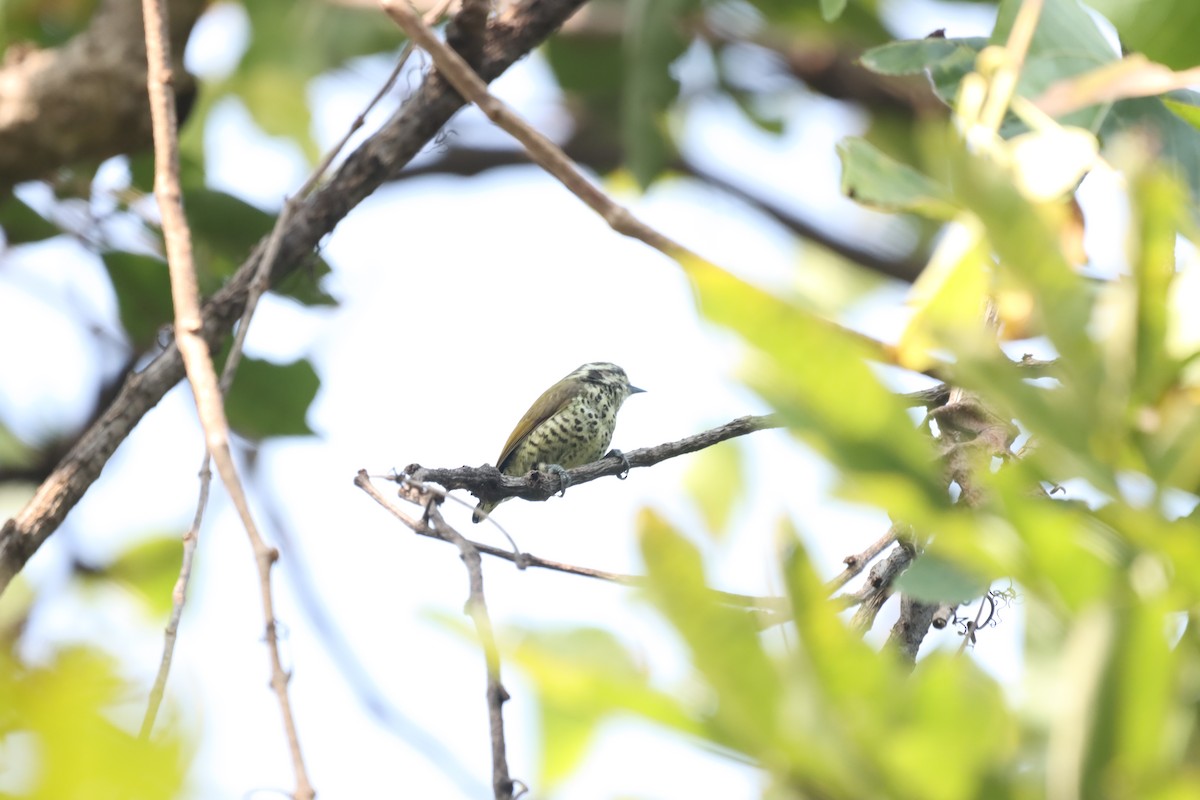 Speckled Piculet - ML645379287