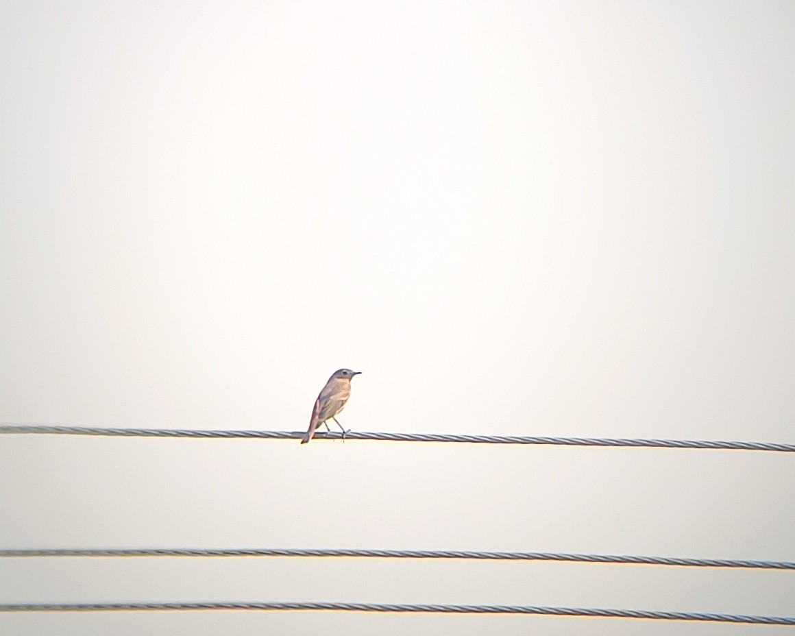 Black Redstart - ML645379288