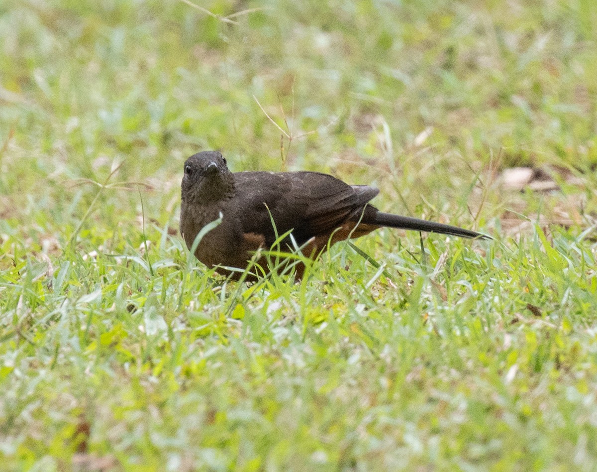 White-tailed Ant-Thrush - ML645379290