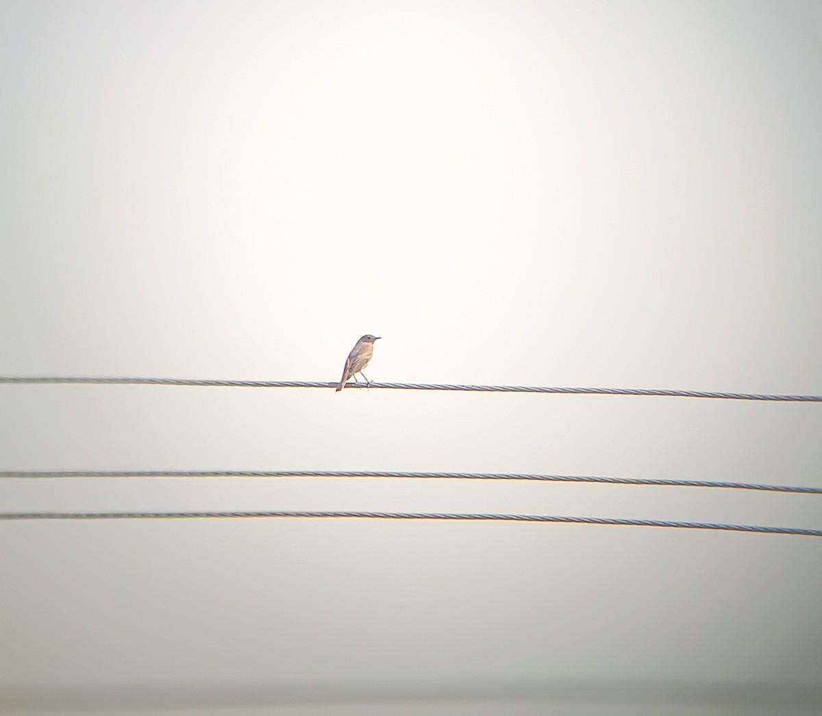 Black Redstart - ML645379291