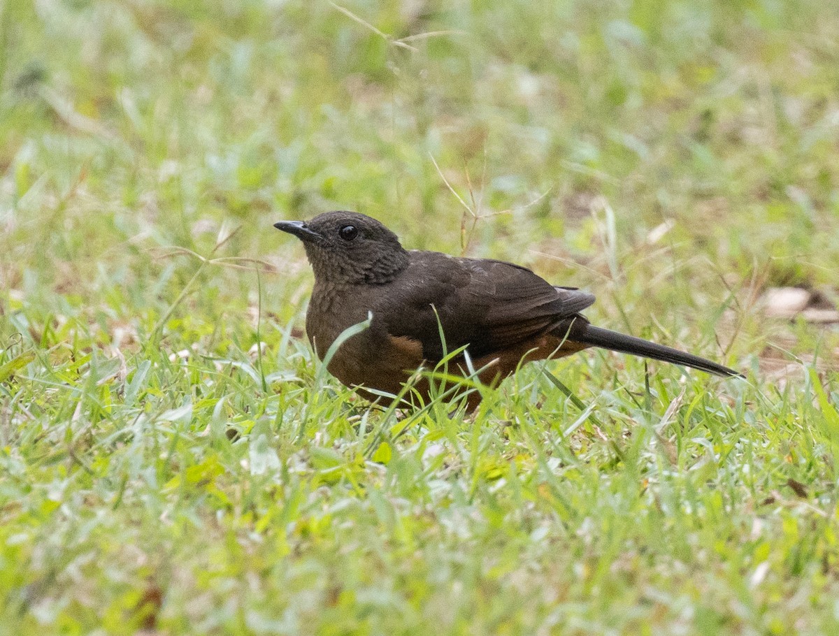 White-tailed Ant-Thrush - ML645379292