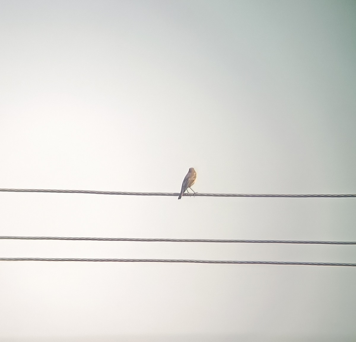 Black Redstart - ML645379293