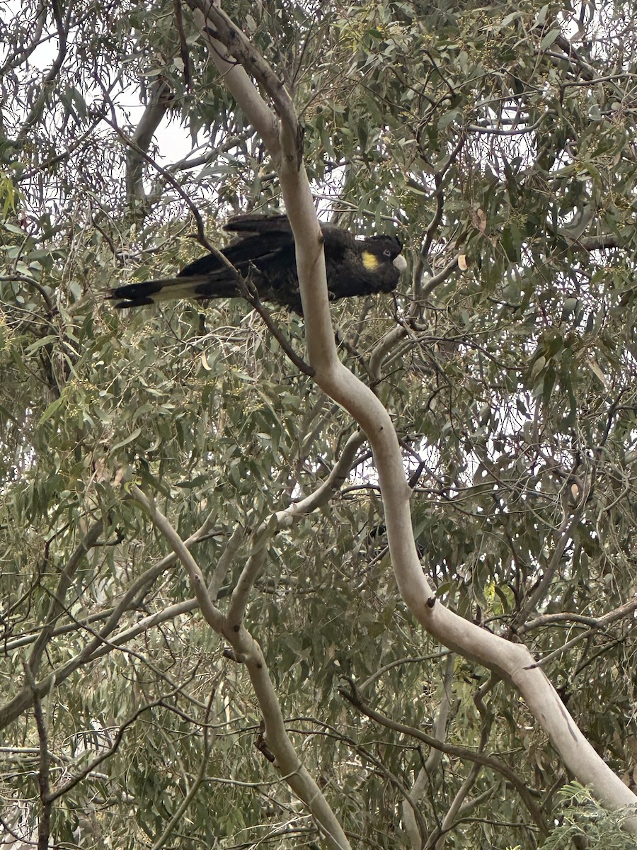 Yellow-tailed Black-Cockatoo - ML645379294