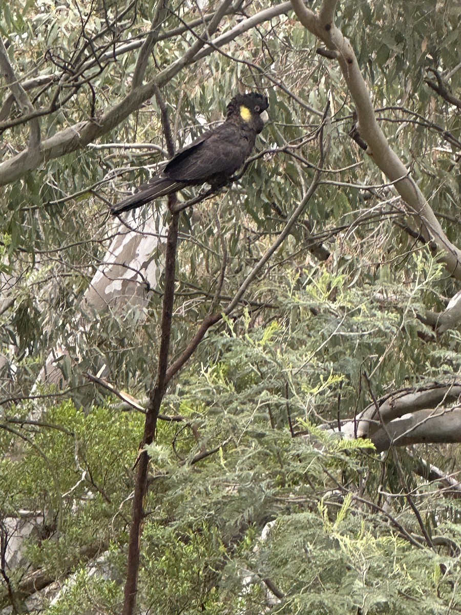 Yellow-tailed Black-Cockatoo - ML645379297