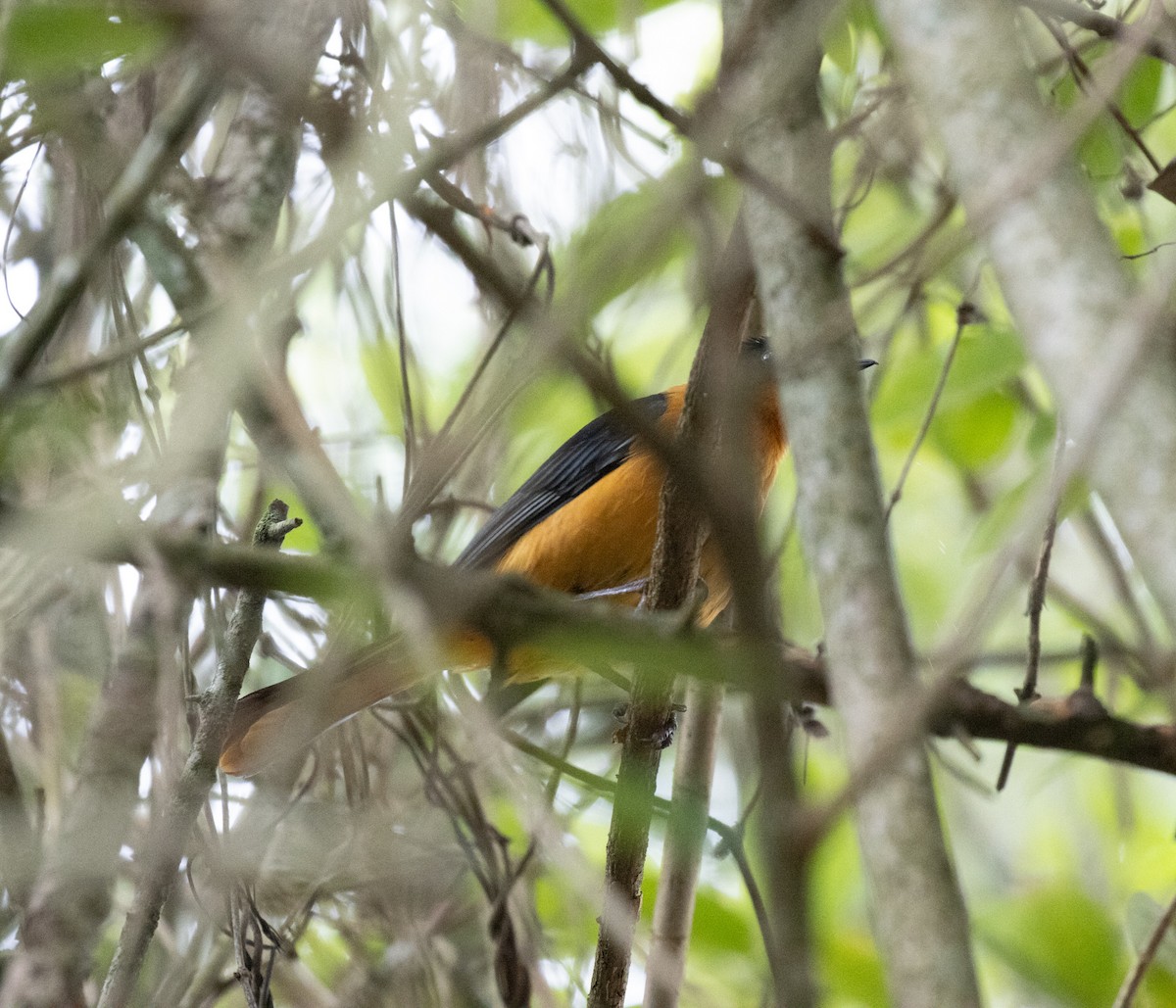 Snowy-crowned Robin-Chat - ML645379302