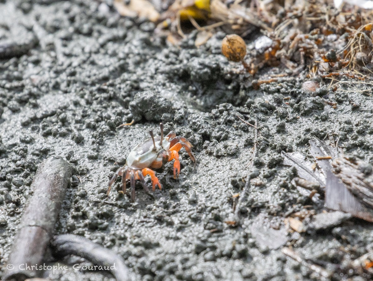 Crustaceans - ML645379328