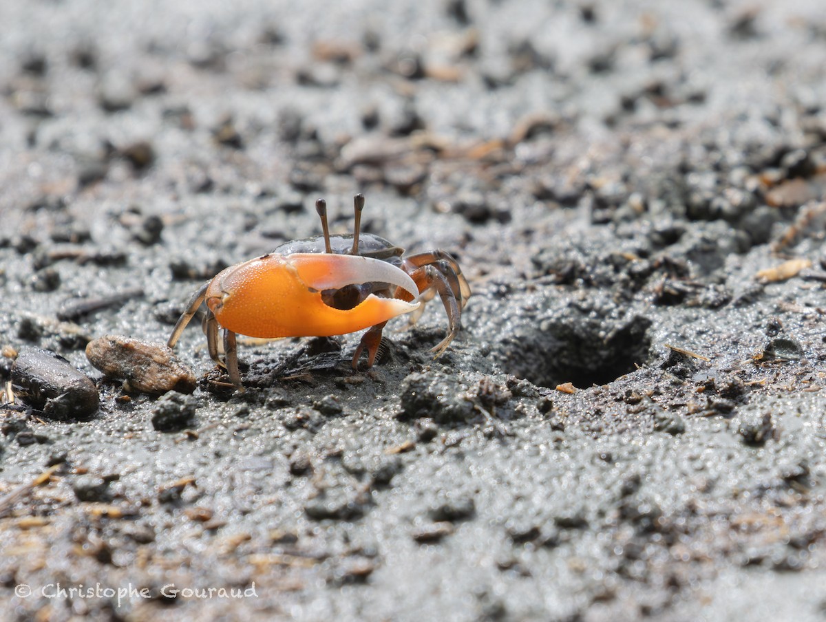 Crustaceans - ML645379329