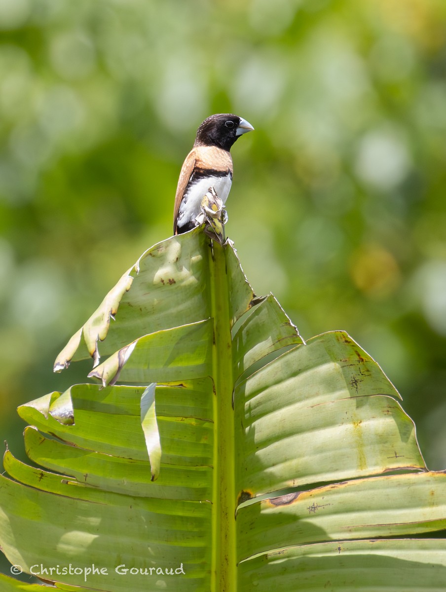 Chestnut-breasted Munia - ML645379334