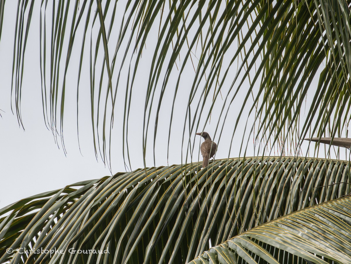 Brown Oriole - ML645379336