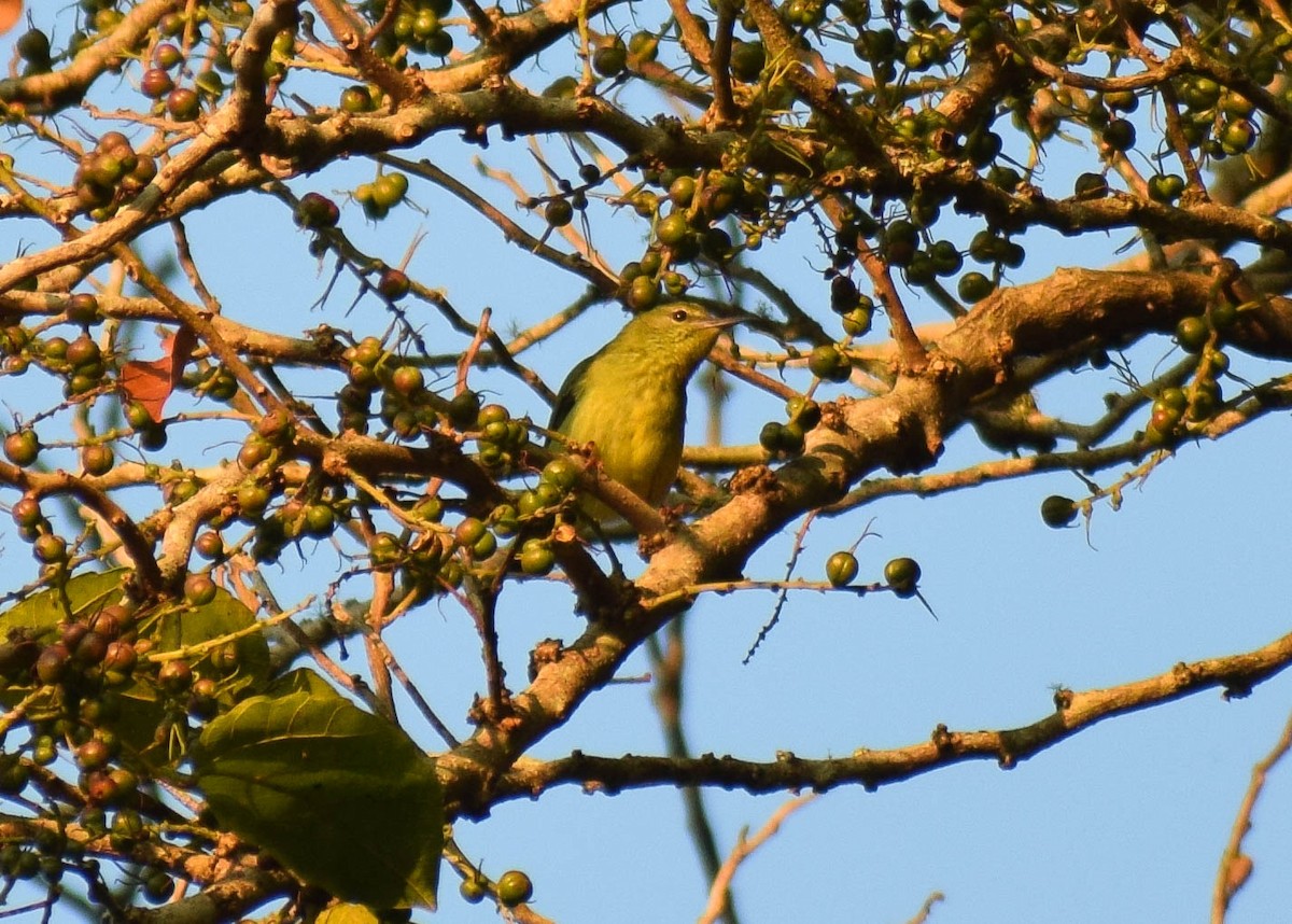 Red-legged Honeycreeper - ML645379340