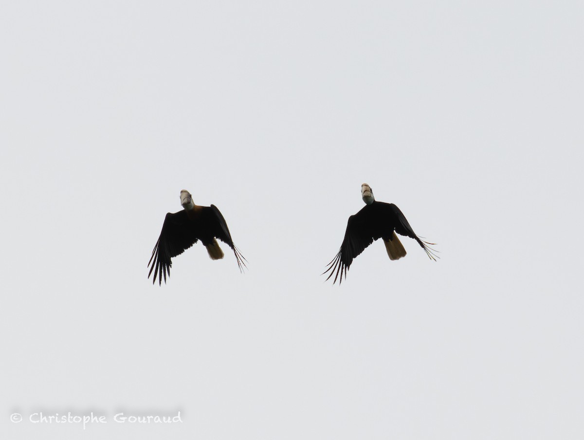 Blyth's Hornbill - ML645379342