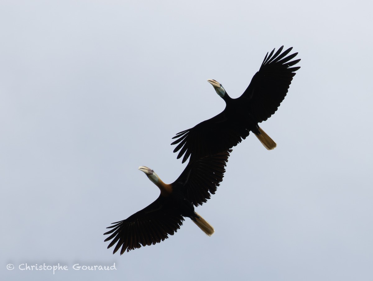 Blyth's Hornbill - ML645379347