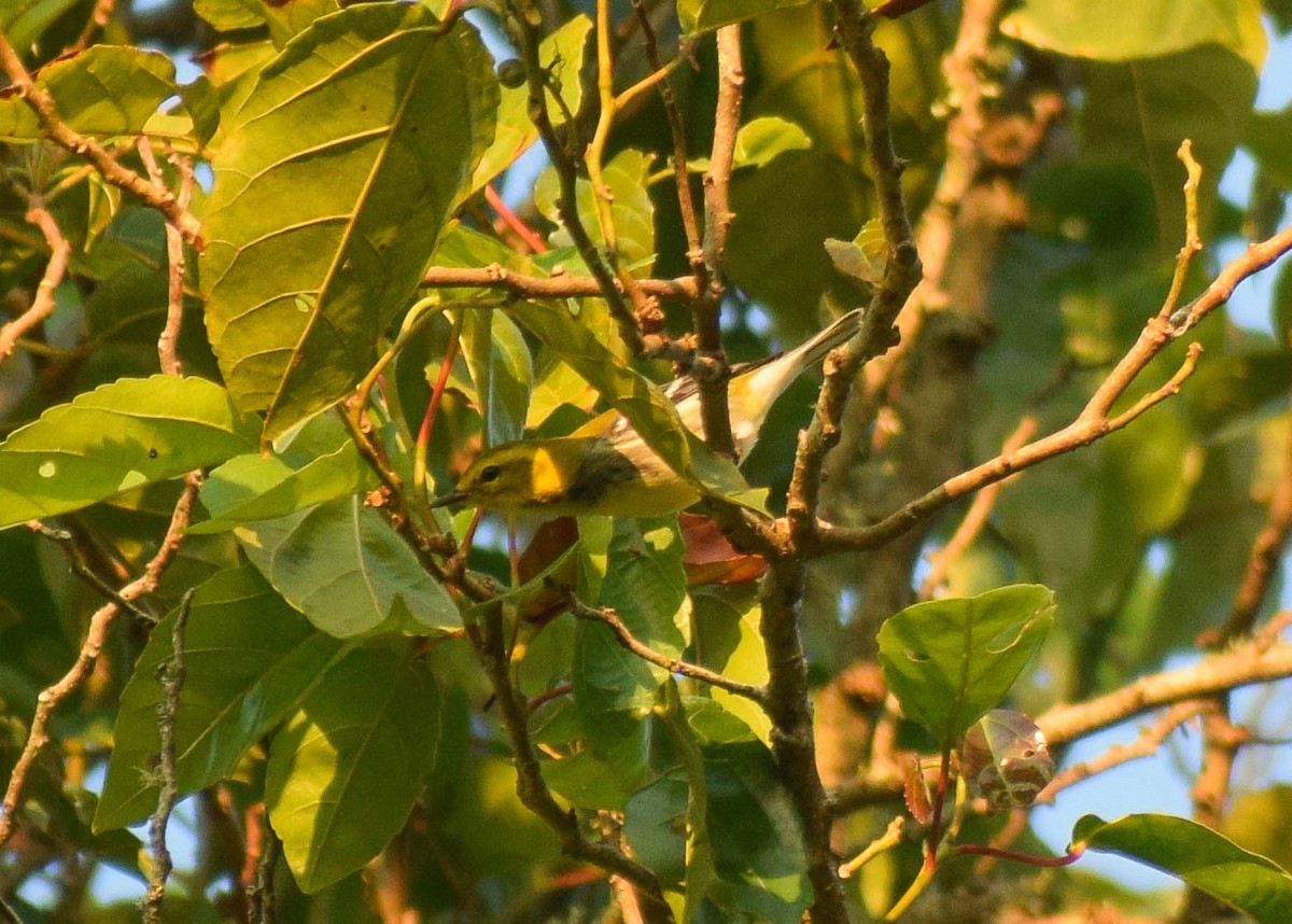 Black-throated Green Warbler - ML645379349