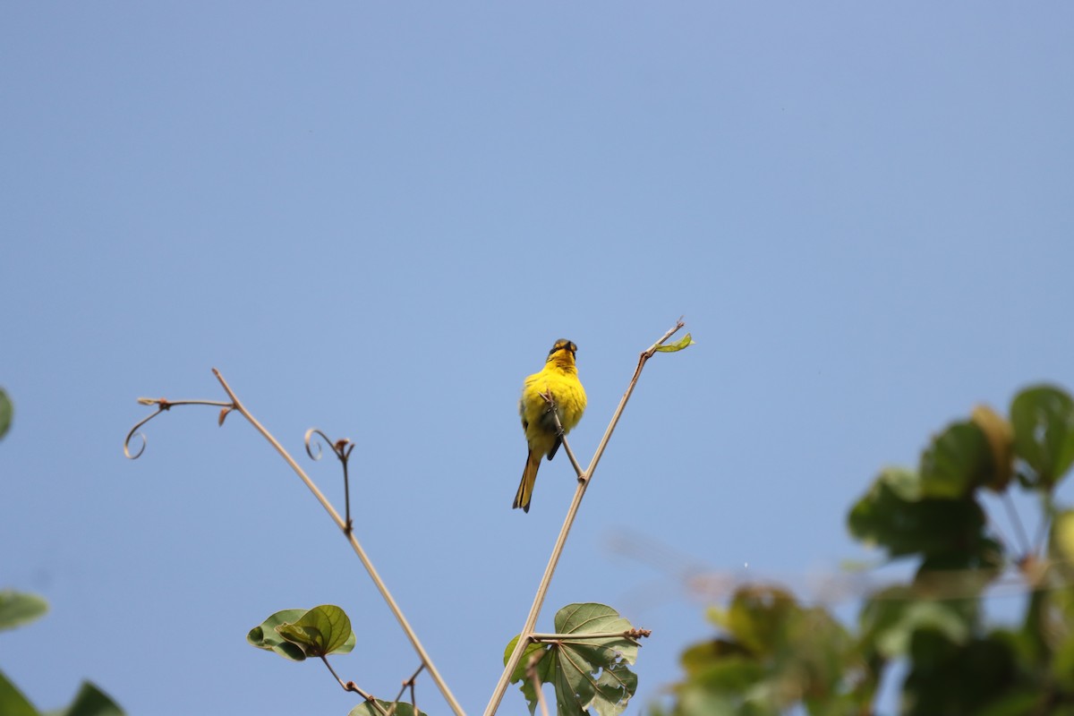 Scarlet Minivet - ML645379351