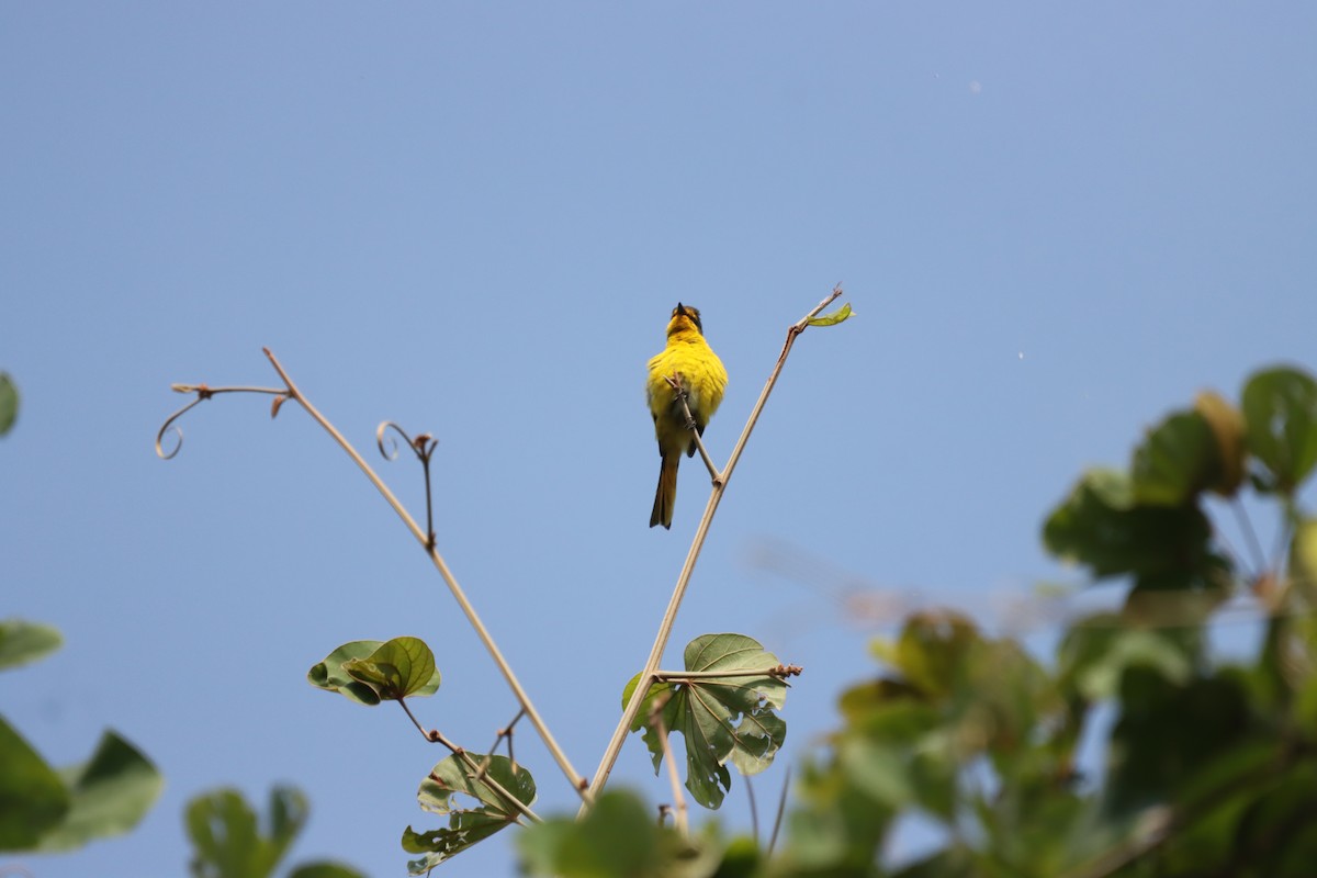 Scarlet Minivet - ML645379353