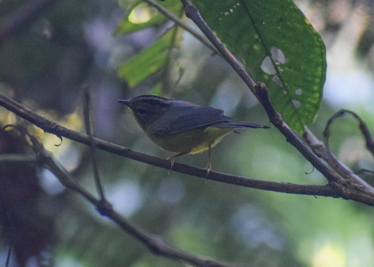 Golden-crowned Warbler (Stripe-crowned) - ML645379354