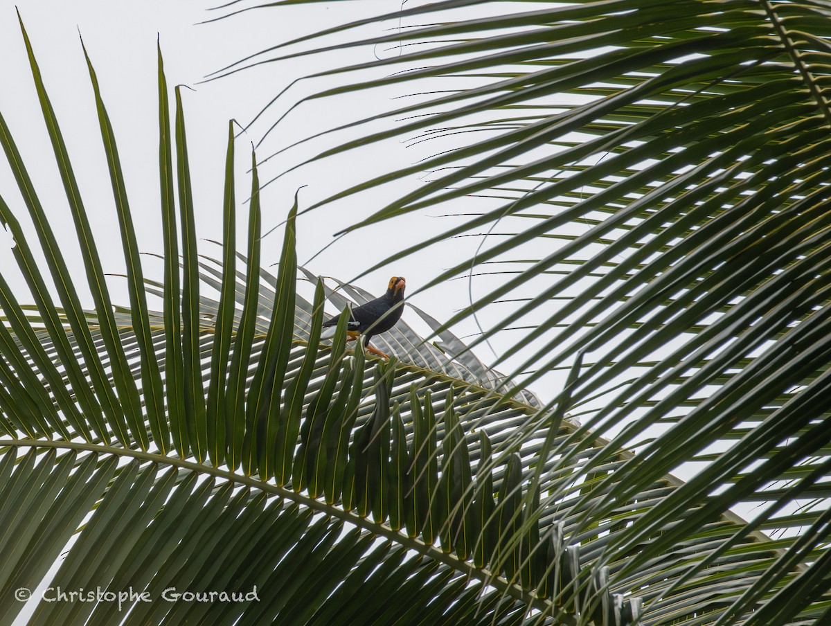 Yellow-faced Myna - ML645379355
