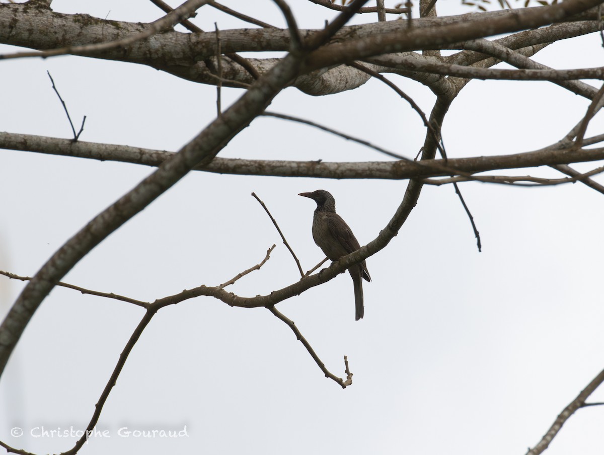 Brown Oriole - ML645379358