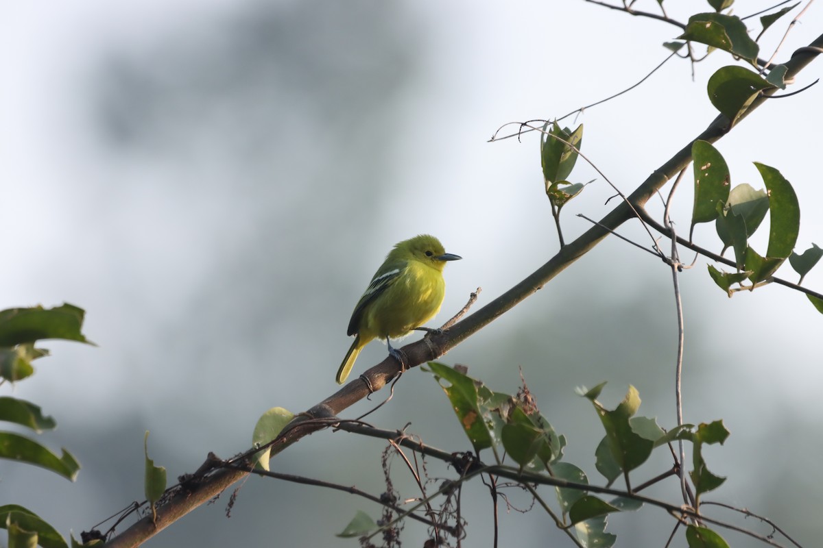 Common Iora - ML645379364