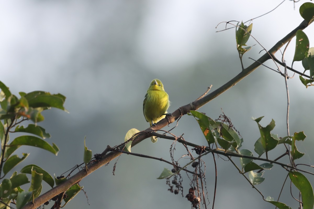 Common Iora - ML645379365